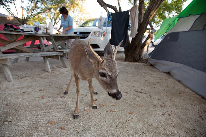 Tourismus Human Impact Key Hirsch Odocoileus virginianus Key Deer